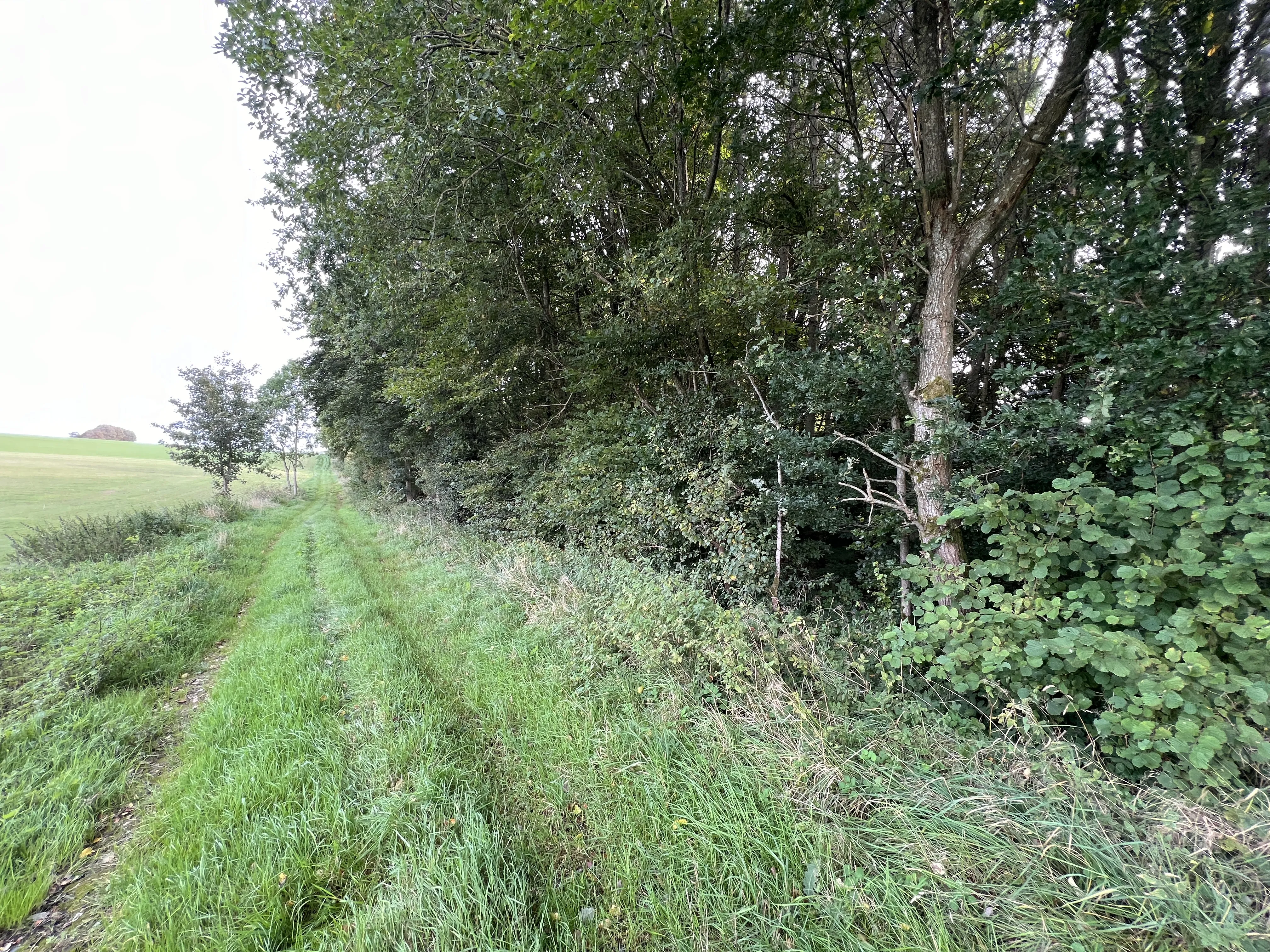 Billede af Dallerup Skov Trinbræt - Trinbræt er nedrevet, men Dallerup Skov Trinbræt har ligget her. Billede af Dallerup Skov Trinbræt - Trinbræt er nedrevet, men Dallerup Skov Trinbræt har ligget her.