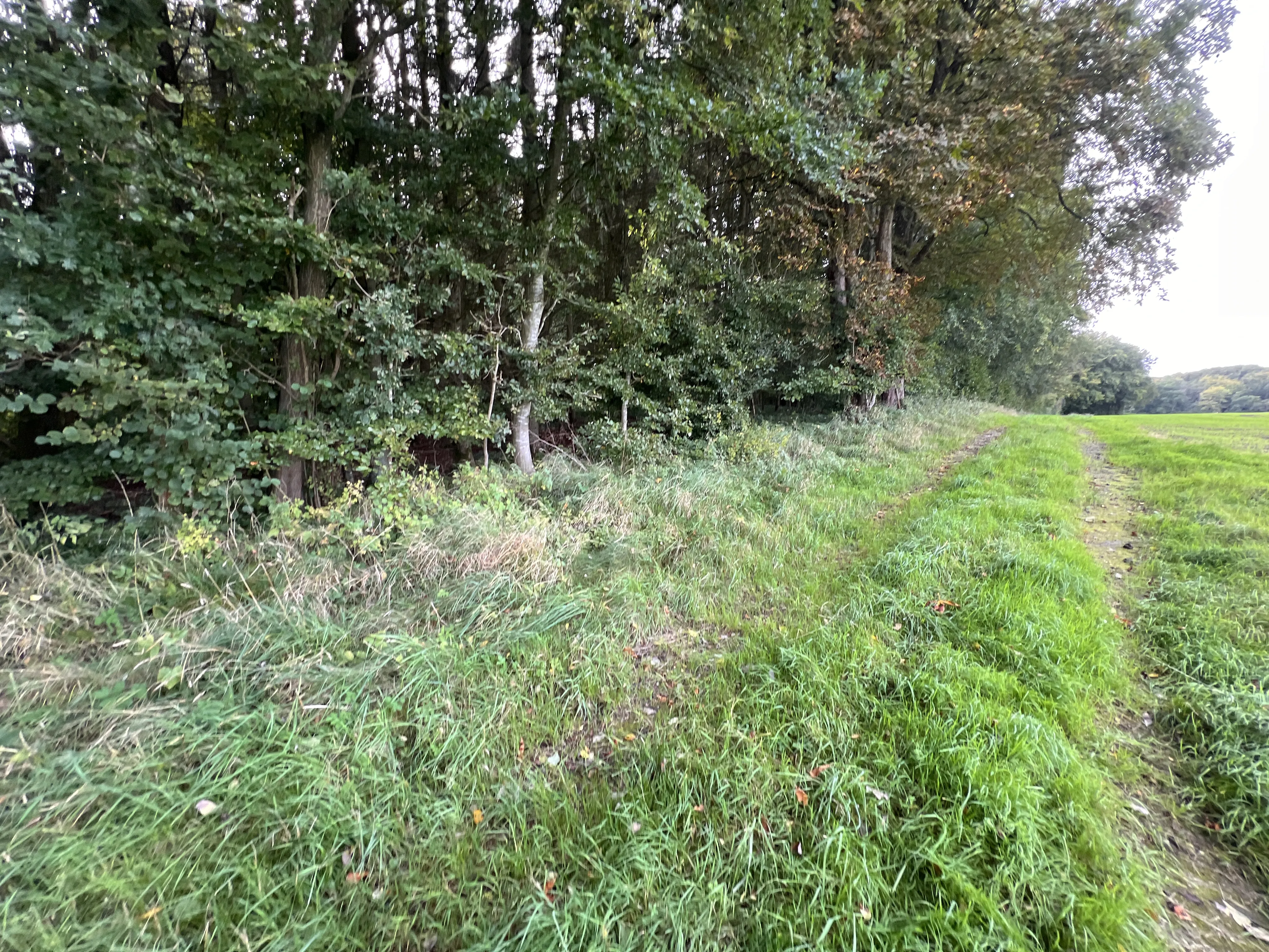 Billede af Dallerup Skov Trinbræt - Trinbræt er nedrevet, men Dallerup Skov Trinbræt har ligget her. Billede af Dallerup Skov Trinbræt - Trinbræt er nedrevet, men Dallerup Skov Trinbræt har ligget her.