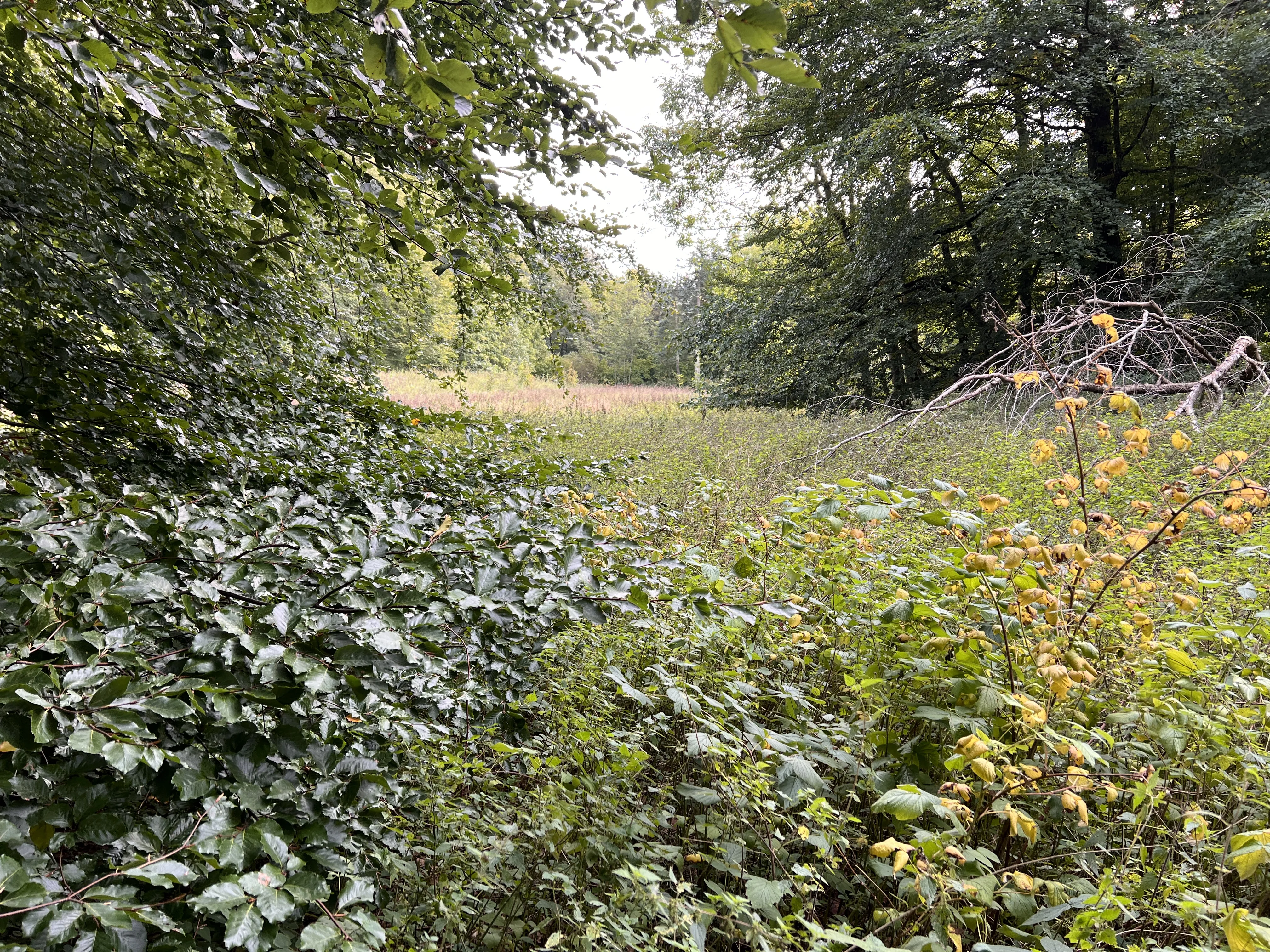 Billede af Dallerup Skov Trinbræt - Trinbræt er nedrevet, men Dallerup Skov Trinbræt har ligget her.