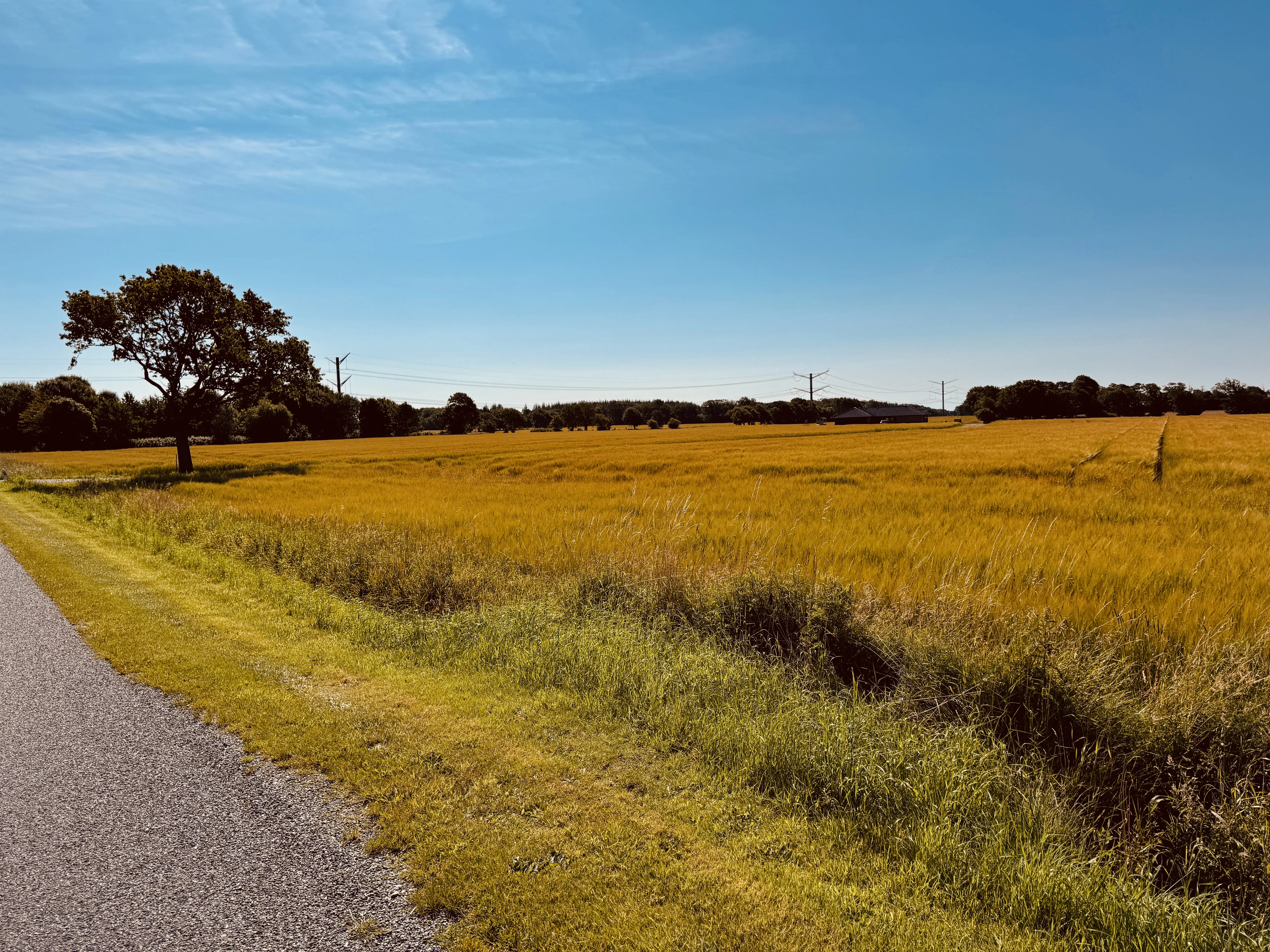 Billede af Skodborgskov Holdeplads med sidespor - Holdeplads med sidespor er nedrevet, men Skodborgskov Holdeplads med sidespor har ligget her. Billede af Skodborgskov Holdeplads med sidespor - Holdeplads med sidespor er nedrevet, men Skodborgskov Holdeplads med sidespor har ligget her.